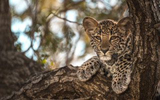 Leopard cub sitting in tree - naturalism free wallpaper