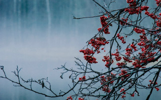 Tree berries waterfall autumn leaves - red berry free wallpaper