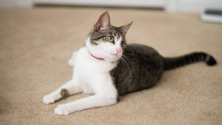 Cat laying on floor red - a red collar free wallpaper