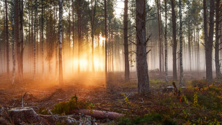 Forest sunbeam fog city light - volumetric free wallpaper