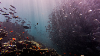 Large fish reef underwater night - alson s. clark free wallpaper
