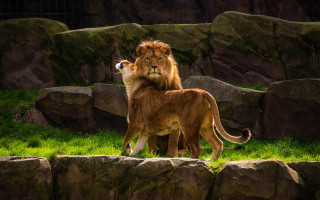 Lions green field rock wall - two lion free wallpaper