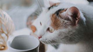 Cat cup table basket aestheticism - a cup free wallpaper