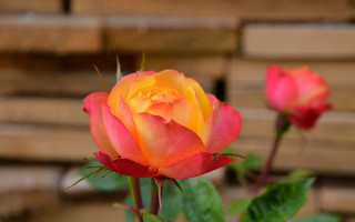 Yellow rose wood pallets bokeh - rose free wallpaper