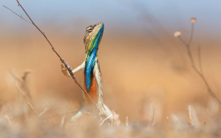 Lizard branch grass weeds auras - tail free wallpaper