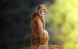 Lynx rock outdoor digital naturalism - a lynx free wallpaper