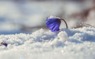 Purple flower snow winter macro - a purple flower free wallpaper