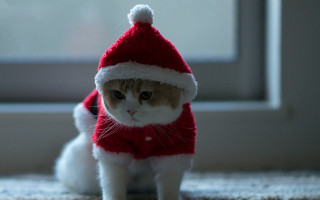 Cat santa hat sweater floor - a window sill free wallpaper