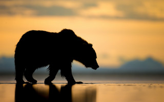 Bear sunset reflection beach cloudy - a bear free wallpaper