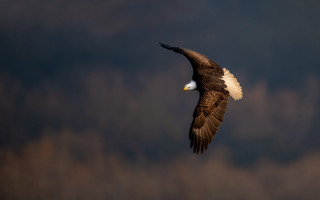 Bald eagle flying wings spread 2 - bald free wallpaper