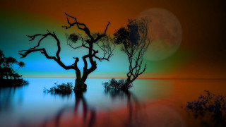 Mystical bamboo tree lake moon - the water free wallpaper
