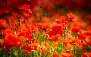 Red flower field red sky - colin gill free wallpaper