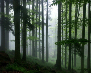 Foggy tall trees misty forest - tall tree free wallpaper
