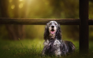 Dog sitting grass fence open - the tree behind free wallpaper