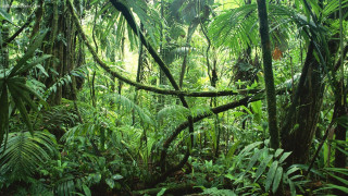 Lush green forest sunny day - jungle free wallpaper