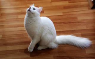 White cat wood floor upward - a white cat free wallpaper