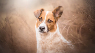 Dog focused animal portrait blurry - animal free wallpaper