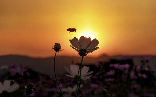 Bee sunset field flower macro - a bee free wallpaper