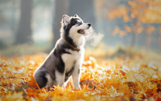 Husky autumn leaves sky smile - husky free wallpaper