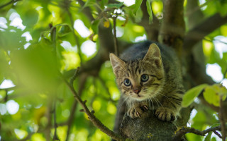 Kitten branch curious nature blurry - bela čikoš sesija free wallpaper