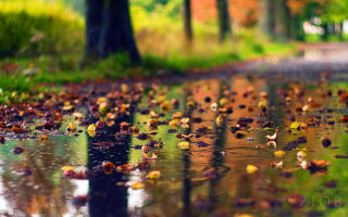 Wet road leaves trees reflection - wet free wallpaper