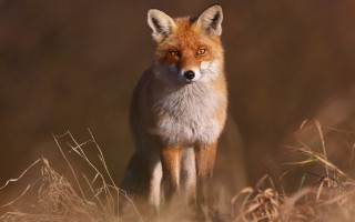Red fox curious animal photography - a red fox free wallpaper