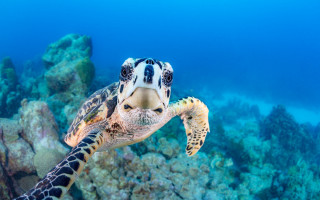 Turtle coral reef ocean blue 2 - naturalism free wallpaper