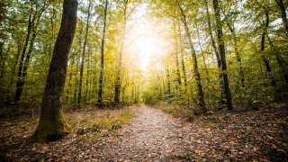 Forest path sunlight trees leaves 3 - the ground and the sun free wallpaper