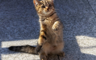 Cat standing arabesque heroic pose - its hind leg free wallpaper