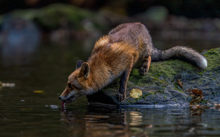 Fox drinking water pond rocks - a pond free wallpaper