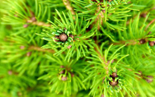 Pine needles cones green background - a close up of a pine tree free wallpaper