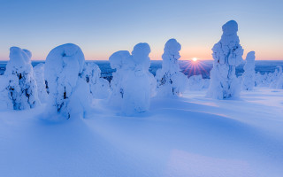 Snowy trees dawn sunset magical - dawn free wallpaper