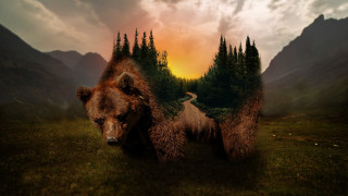 Bear bird mountains field surreal - surrealism free wallpaper