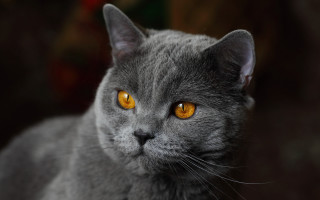Gray cat yellow eyes serious 9 - a gray cat free wallpaper