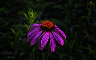 Purple flower red center macro - green leaf and grass free wallpaper