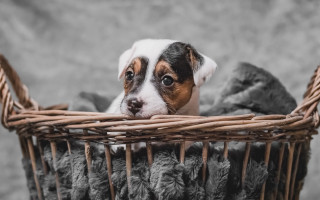 Small dog basket blanket outdoors - the basket free wallpaper
