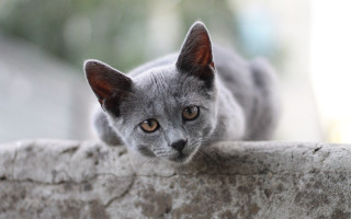 Curious grey cat on ledge 2 - grey background free wallpaper