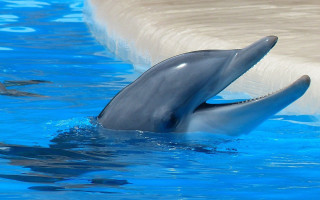 Dolphin pool rayonism digital beach - david young cameron free wallpaper