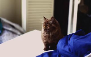 Cat blue blanket bronze sculpture - the camera man free wallpaper