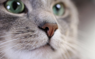 Cat greeneyes whitenose noserings blacknose - a black nose free wallpaper