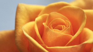 Yellow rose blue white light - a yellow rose free wallpaper