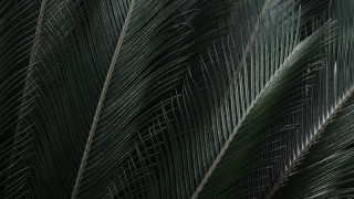 Green palm leaf white bird - octane renderer free wallpaper