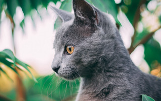 Cat yellow eyes looking leaves - a stock photo free wallpaper