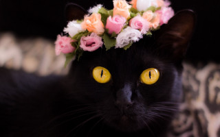 Black cat flower crown leopard - its head free wallpaper