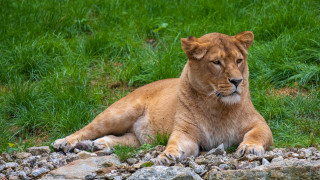 Lion rocks grass forest nature - rocky free wallpaper