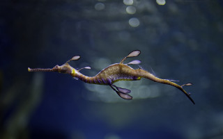 Seahorse bubbles holography 3d bioluminescence - the background and a blurry background free wallpaper