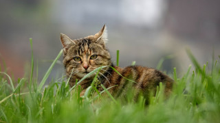 Cat laying grass sad look - something free wallpaper