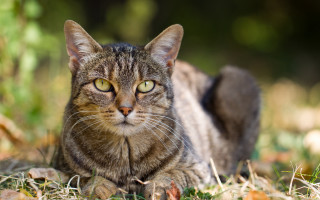 Cat green eyes blurry background 14 - the foreground free wallpaper