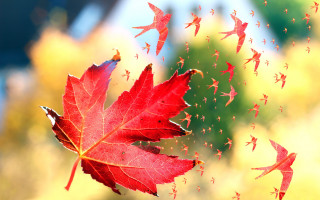 Red leaf birds autumn digital - a blurry background free wallpaper