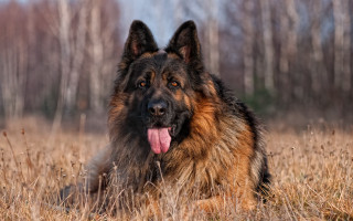 Large brown black dog grass 2 - its tongue free wallpaper